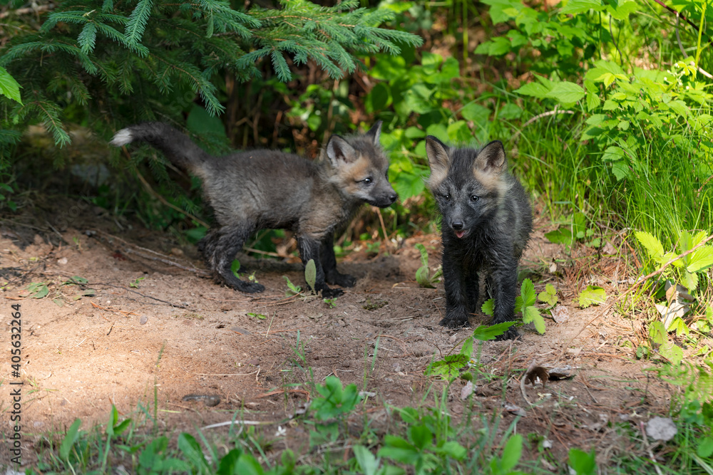 Fototapeta premium Red Fox (Vulpes vulpes) Kits Stands Near Den Summer