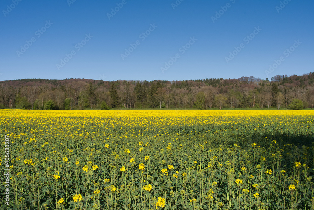 Fototapeta premium field of canola flowers