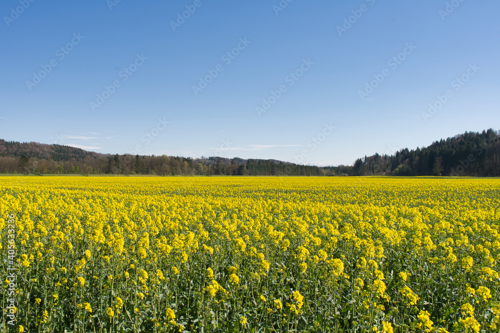 field of canola flowers