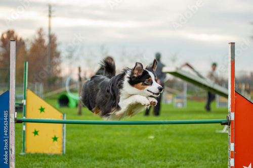Dog is jumping high over an obstacle during an Agility Dog competition. Black tricolour australian shepherd dog