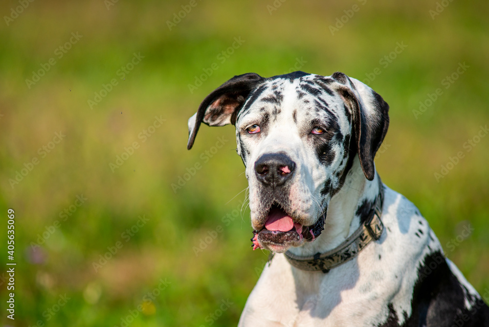 Portrait of young harlequin great dane. This giant dog has floppy ears and floppy lips and a characteristic sad expression