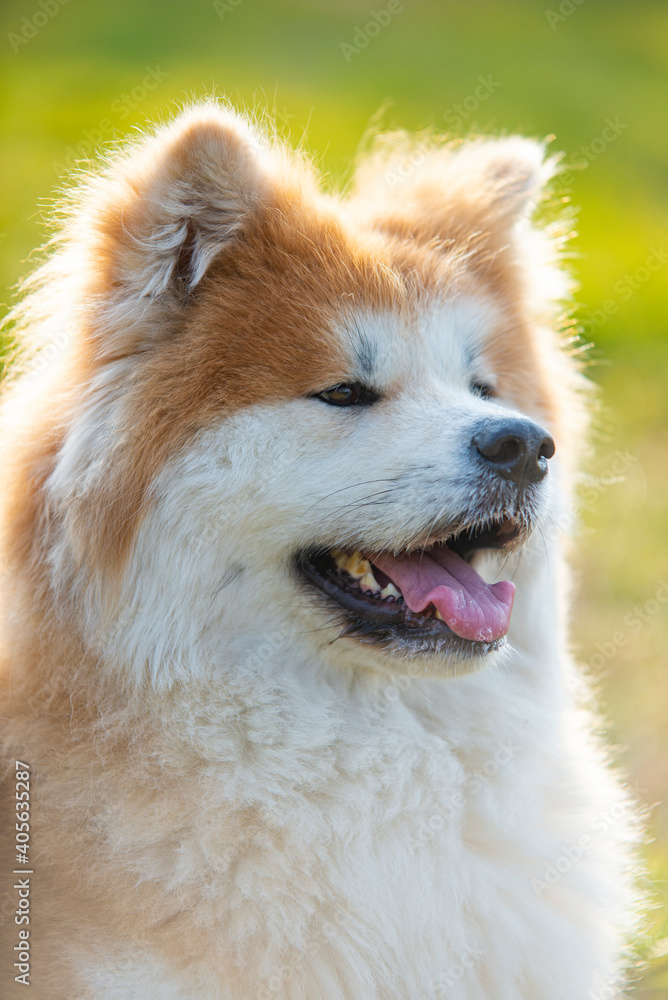 Portrait of elegant Shiba Inu dog. American akita, japanese breed. Shiba Inu is considered sometimes a difficult dog
