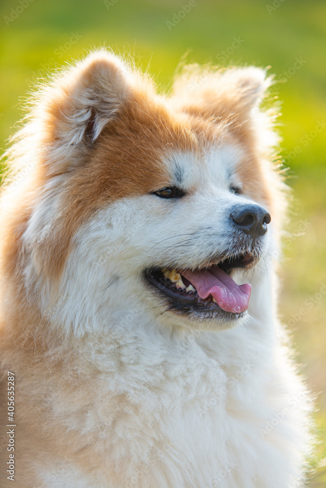 Portrait of elegant Shiba Inu dog. American akita, japanese breed. Shiba Inu is considered sometimes a difficult dog Portrait of elegant Shiba Inu dog. American akita, japanese breed. Shiba Inu is considered sometimes a difficult dog