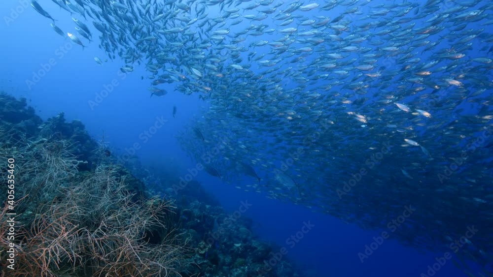 Bait ball, school of fish in turquoise water of coral reef in Caribbean Sea, Curacao with coral and sponge Bait ball, school of fish in turquoise water of coral reef in Caribbean Sea, Curacao with coral and sponge