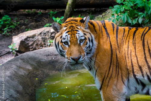 Siberian tiger is standing in a small pond