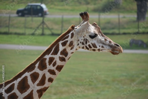 Photography portrait of a giraffe