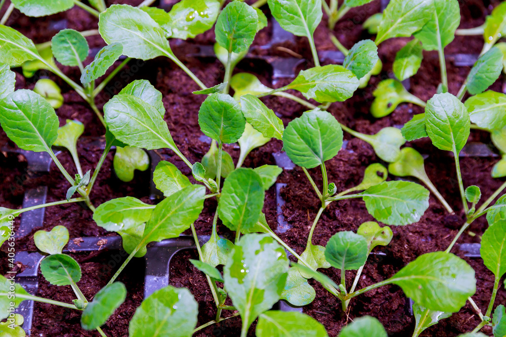 Young plants of white cabbage before planting in the spring in the ground Young plants of white cabbage before planting in the spring in the ground