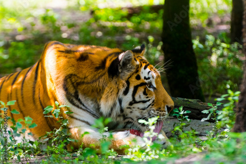 Siberian tiger is eating and playing with a special ice cream