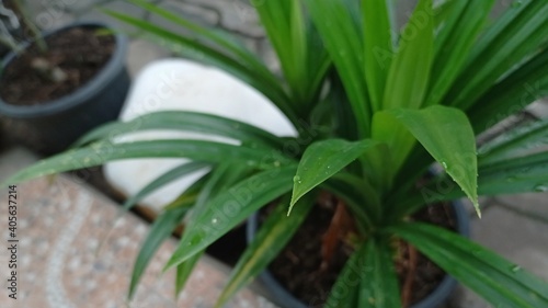 pandan plant in a pot