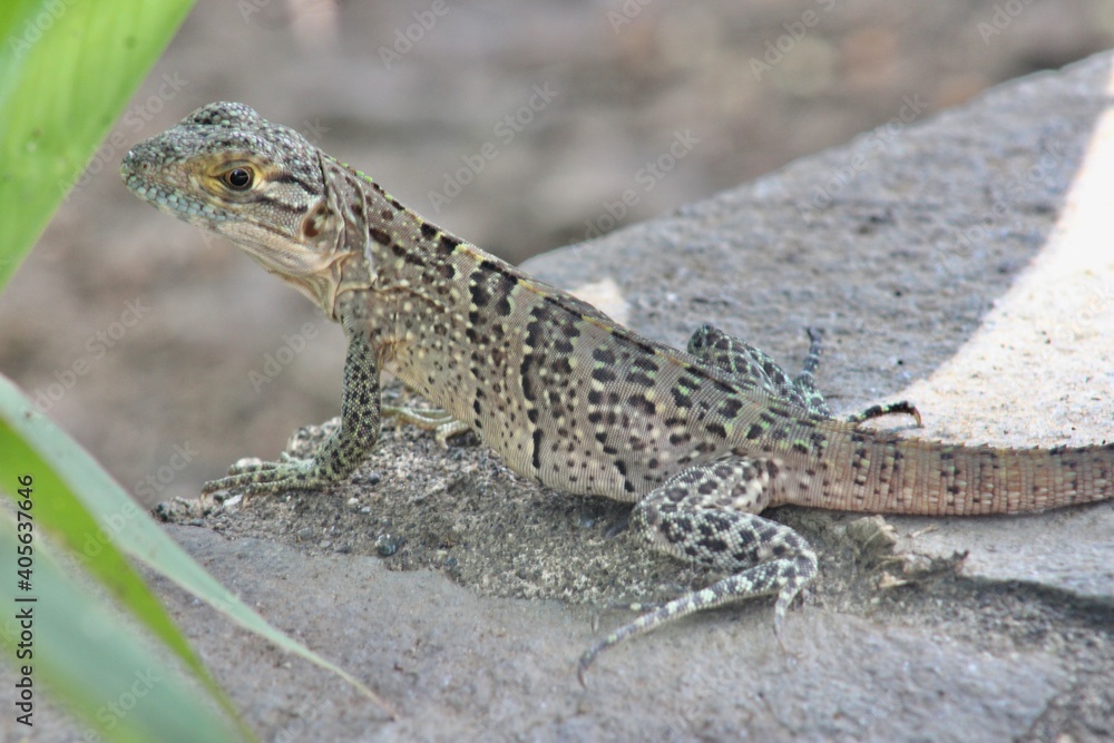 lizard on the stone lizard on the stone