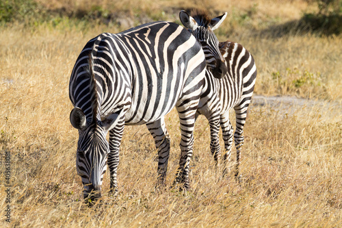 Zebras close up  Tarangire National Park  Tanzania