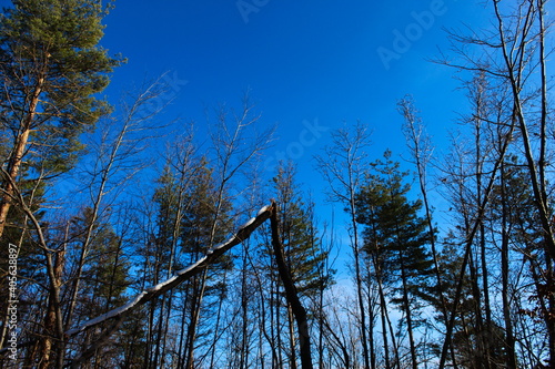 A tree in the forest that broke. A broken tree in the woods. There is snow on the tree. Various trees and blue sky in the background.