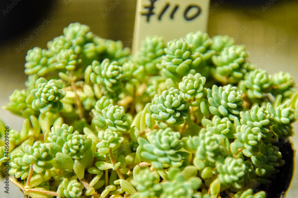 Succulents Succulents