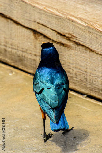 beautiful blue back of bird