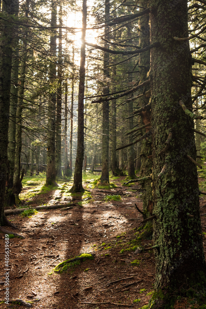 Obraz premium Trees in the backlight of the sun. Sunlight through the trees.