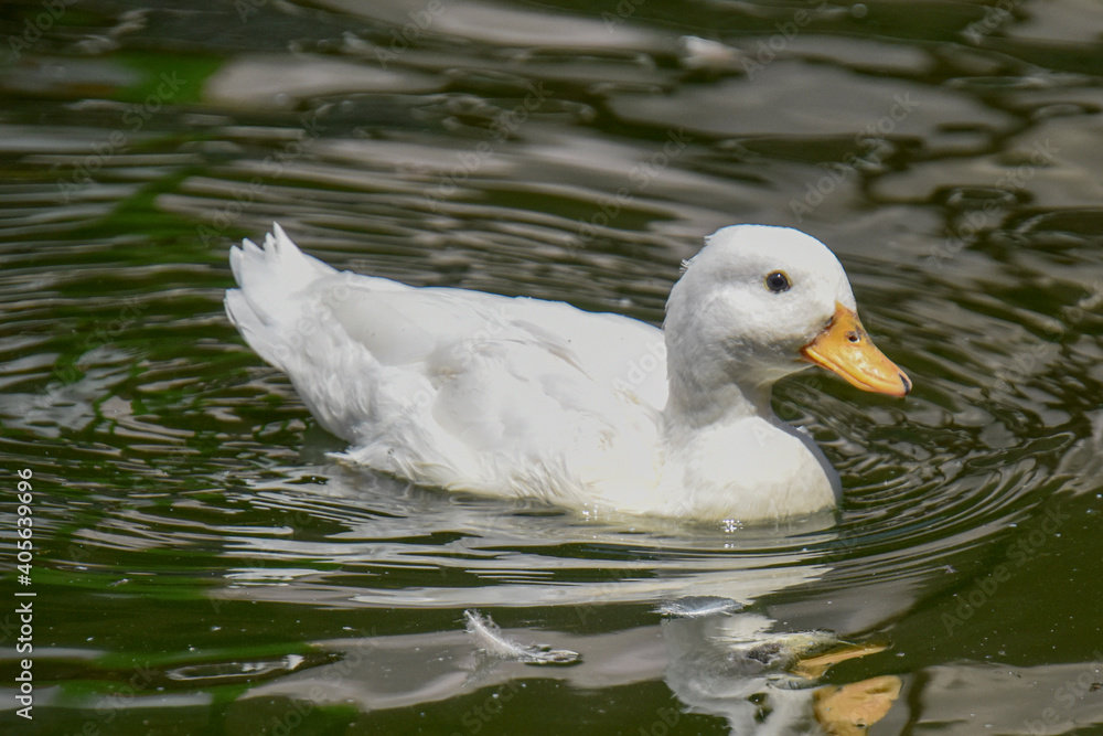 white duck swimming in the water