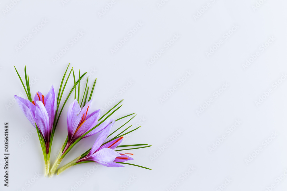 Fresh flower and leaves of crocus on a white background. Saffron spice. Copy space.