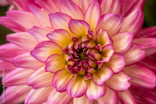 Dahlia