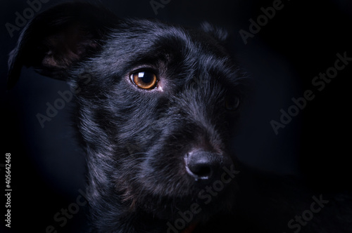 Photos PERRO MESTIZO