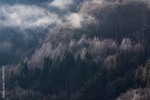 misty landscape with fir forest in hipster vintage retro style