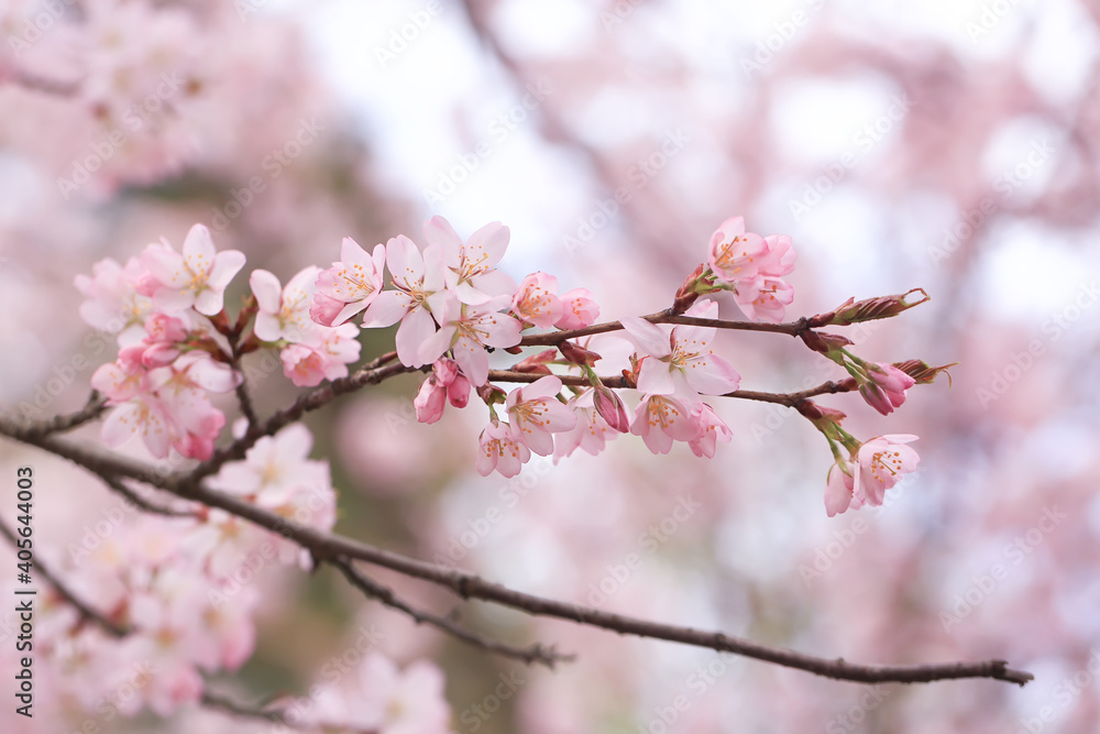 branches of cherry blossoms. Spring natural background