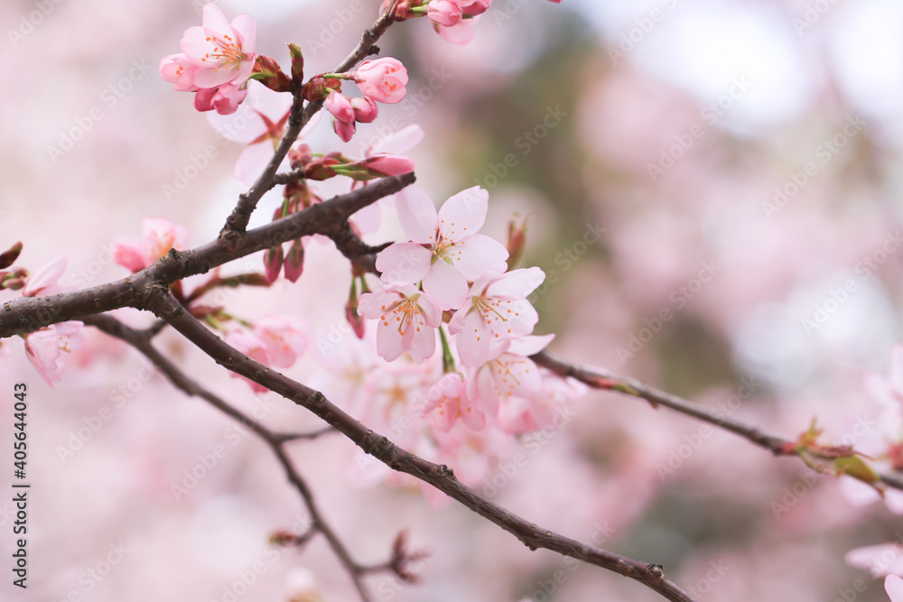 branches of cherry blossoms. Spring natural background
