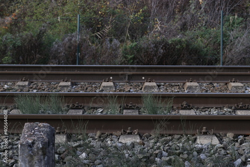 Railroad tracks in the forest