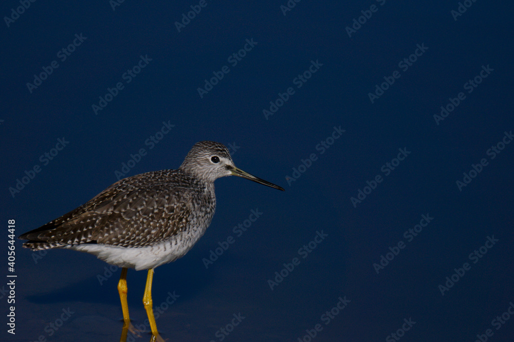 Short-billed Dowitcher bird closeup Short-billed Dowitcher bird closeup