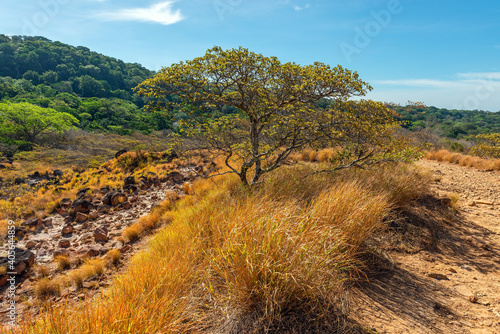 Volcanic landscape with guanacaste tree (Enterolobium cyclocarpum), Rincon de la Vieja national park, Costa Rica.