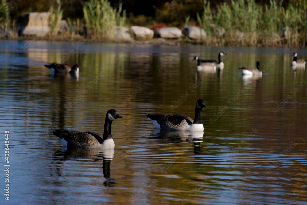 Canadian goose swimming