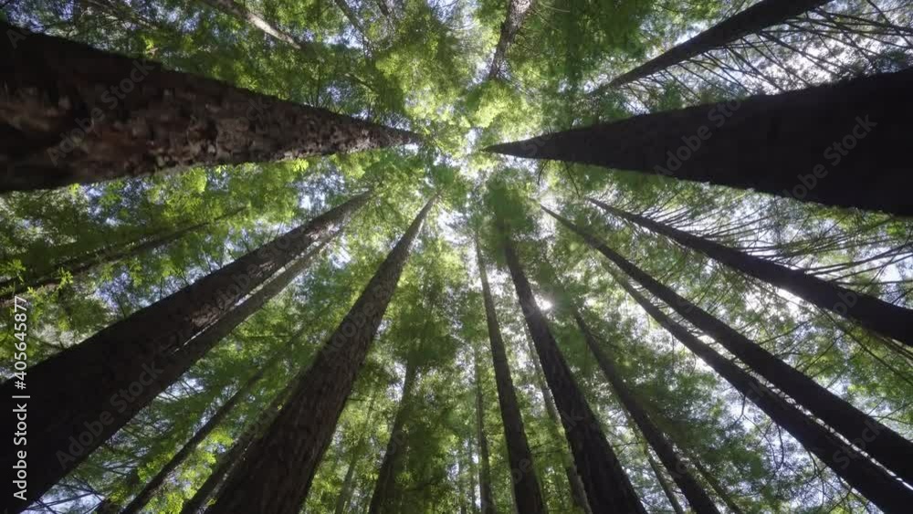 Moving shot of sunlight shining through forest canopy, low angle view