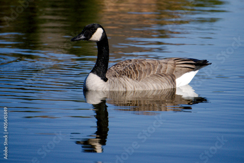 Canadian goose swimming