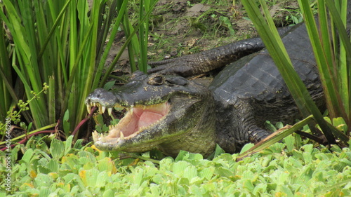 crocodile in the grass