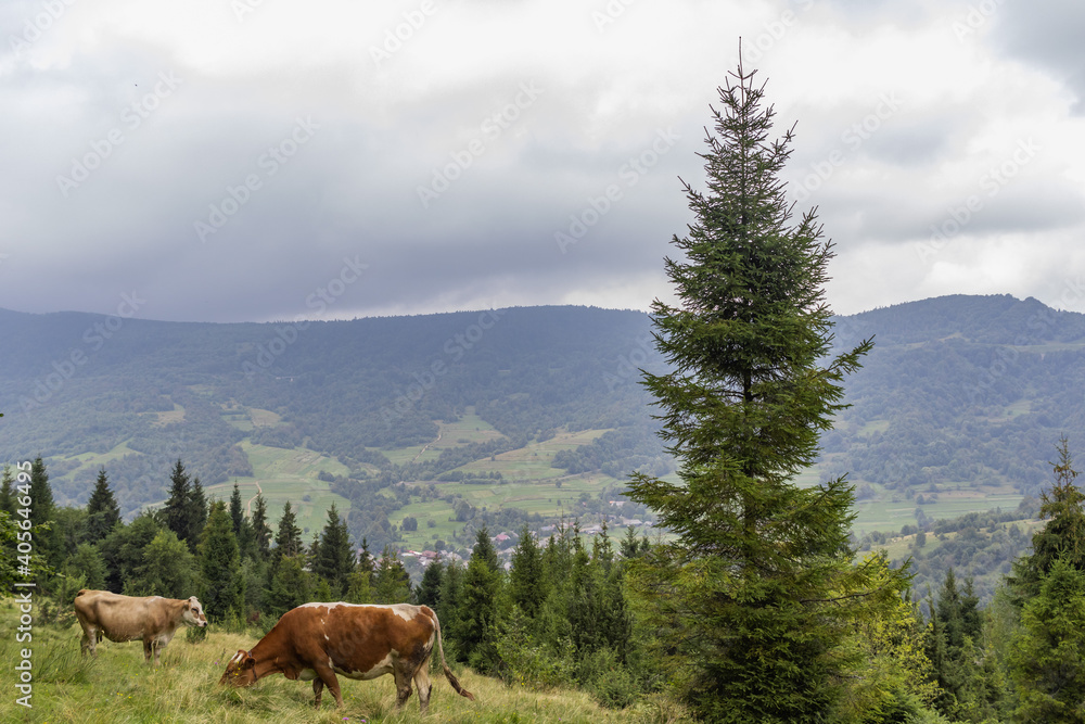 Naklejka premium Cows Graze in the Carpathian mountains Meadow. Carpathian mountains. Travel background
