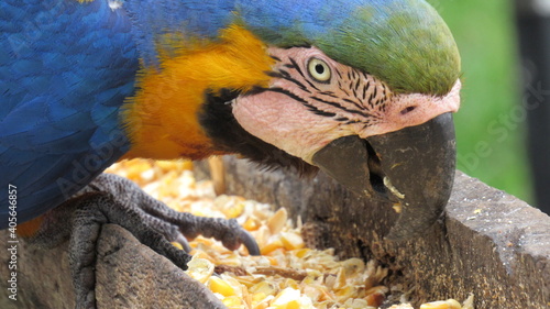 blue and yellow macaw