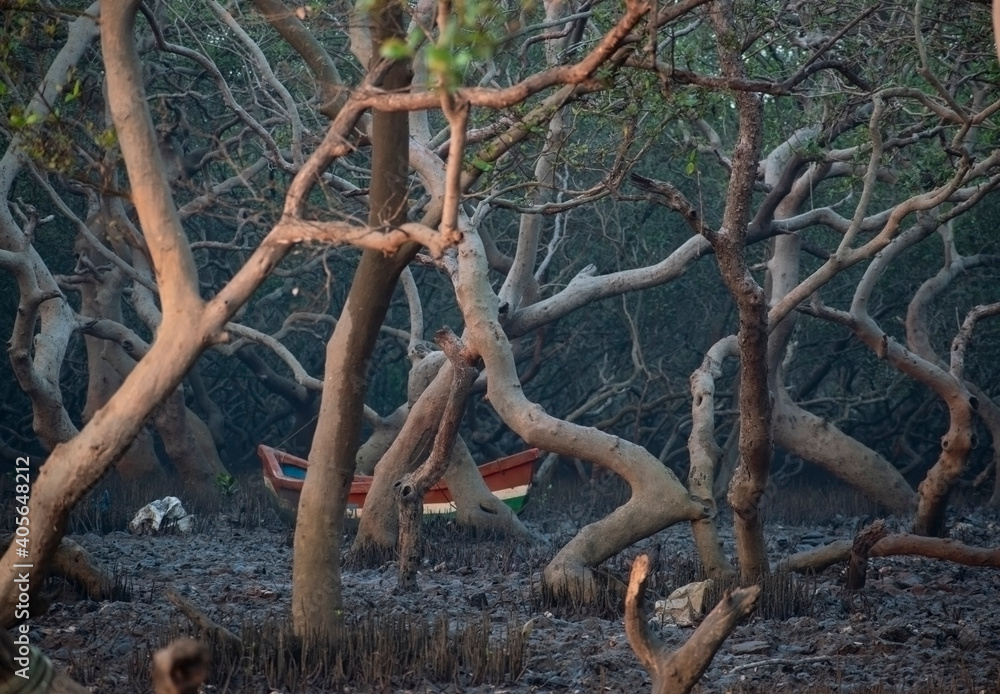 deciduous mangrove forest with boat in background and marshy land at Gorai ,Mumbai,Maharashtra deciduous mangrove forest with boat in background and marshy land at Gorai ,Mumbai,Maharashtra
