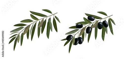 Olive hand drawn branch black olives isolated on white background. Vector ill...