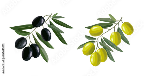 Olive hand drawn branch with green and black olives isolated on white background. Vector illustration