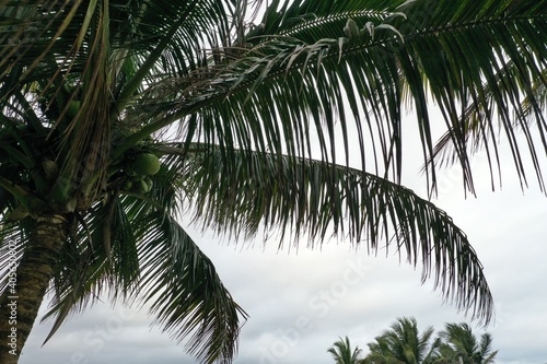 Close up of coconut palm tree  showing the leaves on a dark and cloudy day