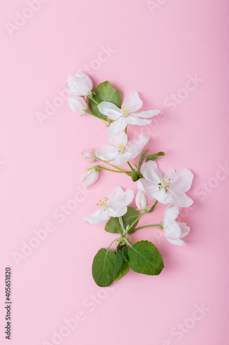Blooming apple tree. Spring season at countryside. Apple blossom on pink background. Spring blossom of apple tree