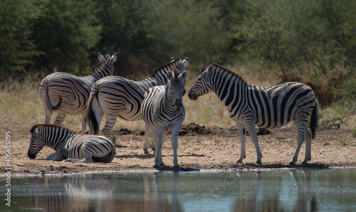 zebras spotted at watering hole on jeep safari in Namibia Africa one zebra lying down zebra herd 