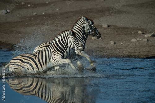 Zebras running through watering hole spotted while on jeep safari on family adventure holiday in Namibia Africa in Etosha National Game and Wildlife animal preservation and conservation area