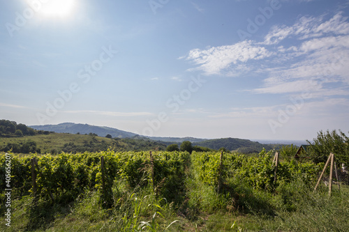 Vineyard made of rows of grape trees producing Chardonnay  on a hill during a sunny afternoon  taken in Fruska Gora mountain in Serbia  in a chateau producing white wine