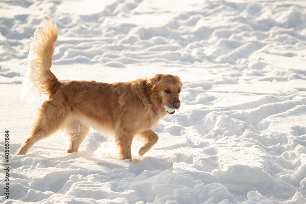 Golden Doodle Minnesota Golden Doodle Minnesota