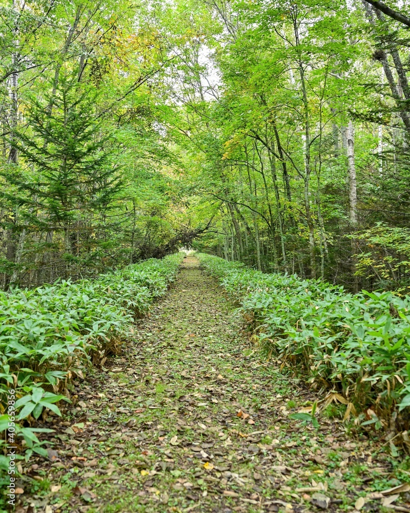 タウシュベツ川橋梁近くの遊歩道の情景@北海道 タウシュベツ川橋梁近くの遊歩道の情景@北海道