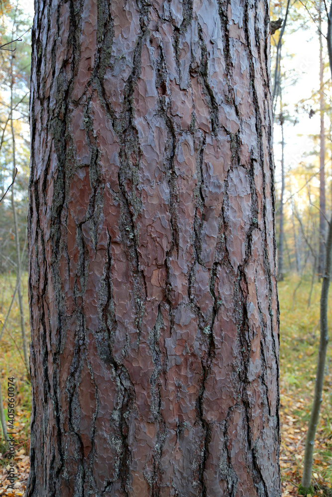 Fototapeta premium Pattern or texture of natural tree bark. Textured dry surface close-up. Relief texture of tree bark.
