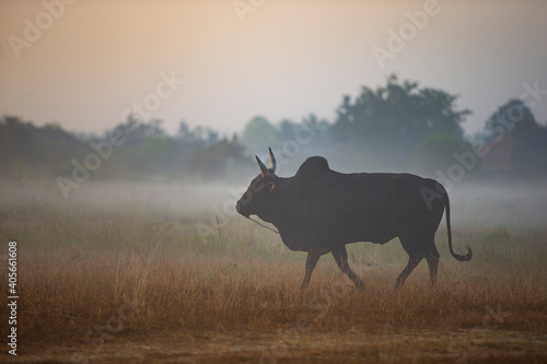 Fototapeta Naklejka Na Ścianę i Meble -  cow in the morning