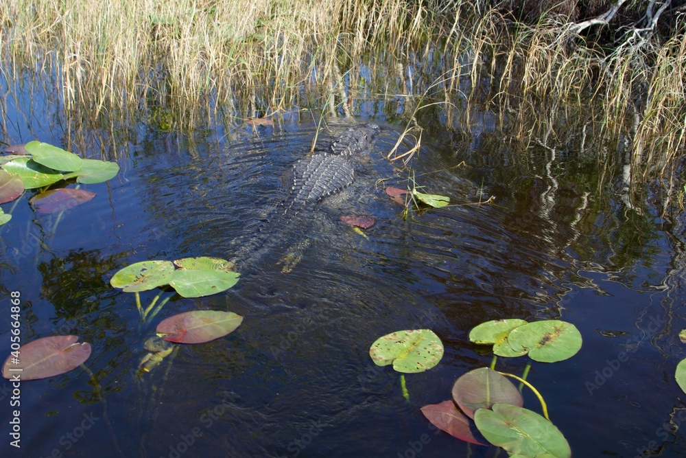 American Crocodile swimming in a swamp, Everglades National Park, Florida, USA American Crocodile swimming in a swamp, Everglades National Park, Florida, USA