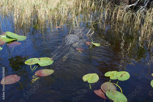 American Crocodile swimming in a swamp  Everglades National Park  Florida  USA