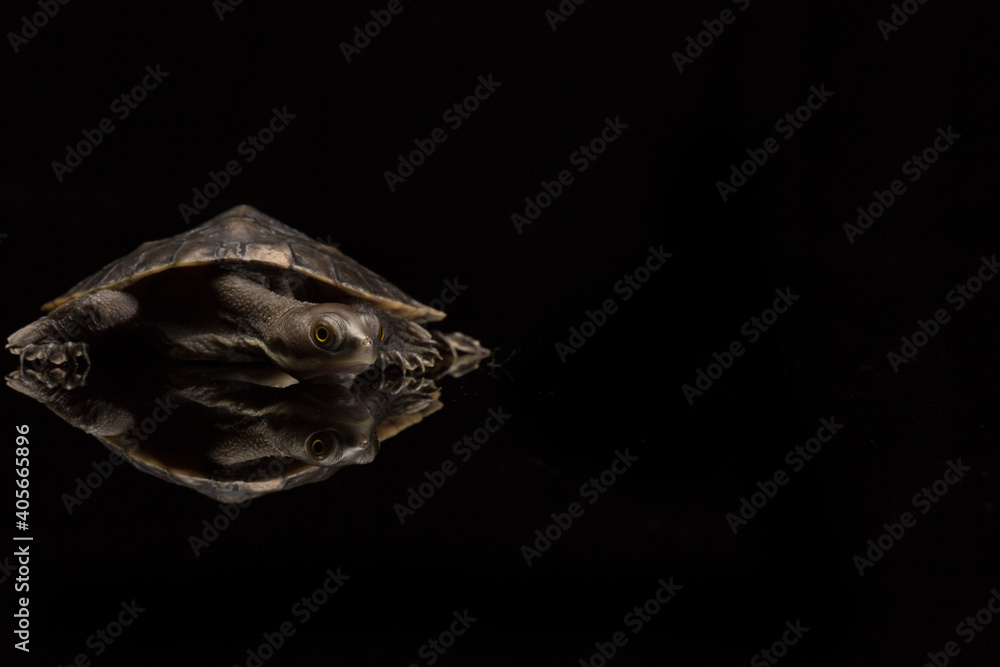 Eastern Long Necked Turtle isolated on black background with reflection